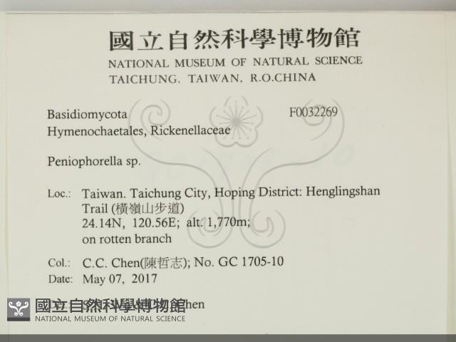 擬筍殼菌屬藏品圖，第2張