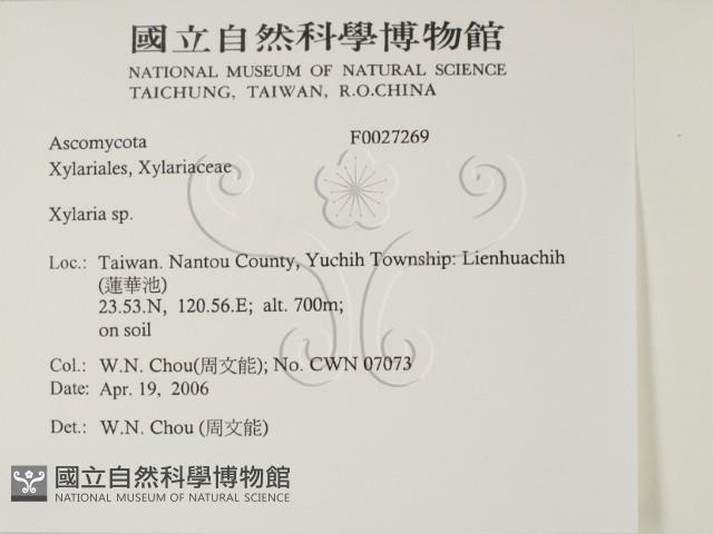 炭角菌屬藏品圖，第2張