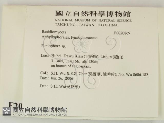 筍殼菌屬藏品圖，第2張
