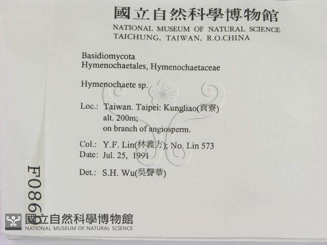 刺革菌屬藏品圖，第2張