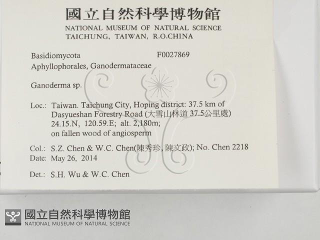 靈芝屬藏品圖，第2張