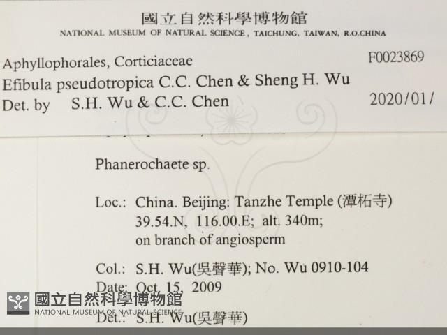 雲南無扣菌藏品圖，第2張