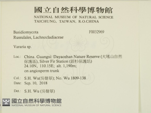 叉絲革菌屬藏品圖，第2張