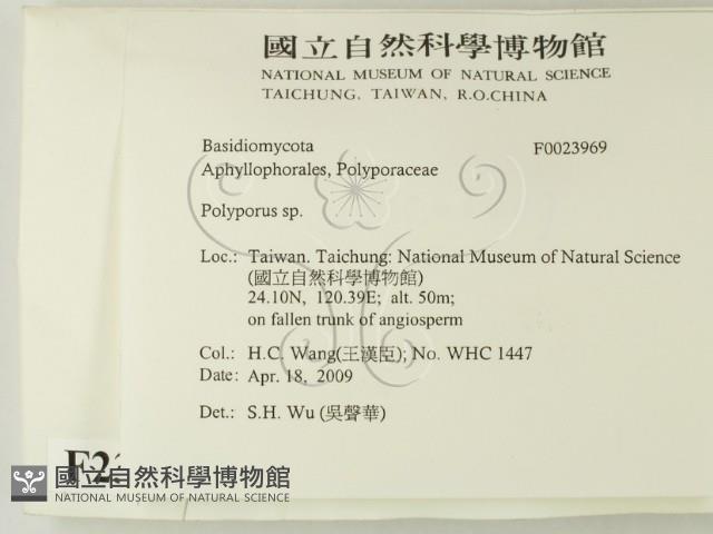多孔菌屬藏品圖，第2張