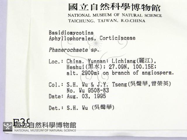 顯絲菌屬藏品圖，第2張