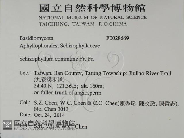 裂褶菌藏品圖，第2張