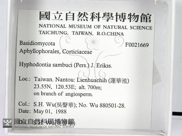 冇骨消絲齒菌藏品圖，第2張