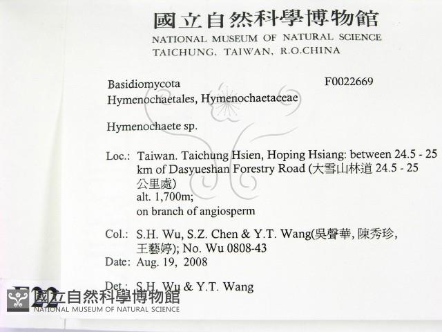 刺革菌屬藏品圖，第2張