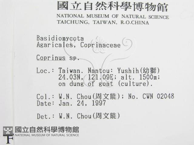 鬼傘屬藏品圖，第2張