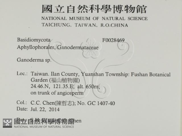 靈芝屬藏品圖，第2張