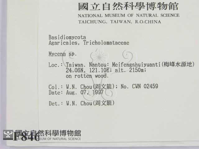 小菇屬藏品圖，第2張