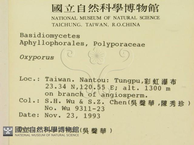 銳孔菌屬藏品圖，第2張