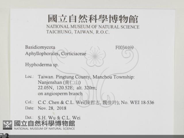 絲皮菌屬藏品圖，第2張