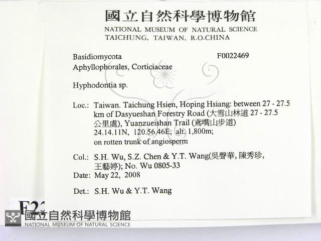 絲齒菌屬藏品圖，第2張