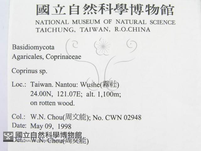 鬼傘屬藏品圖，第2張