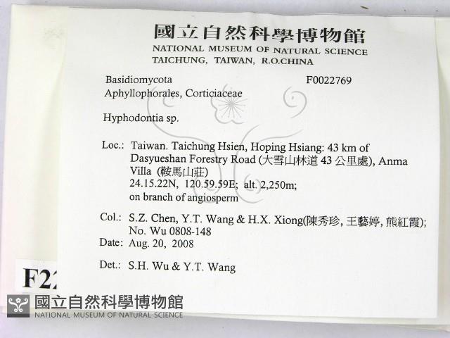 絲齒菌屬藏品圖，第2張