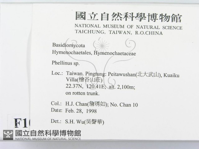 木層孔菌屬藏品圖，第2張