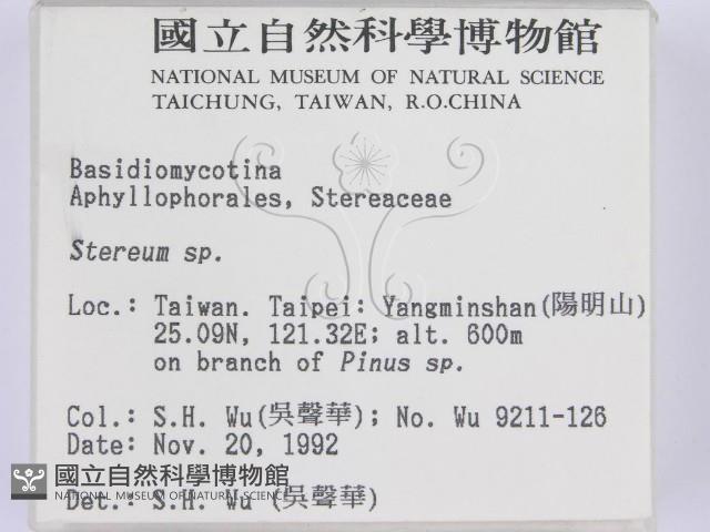 韌革菌屬藏品圖，第2張