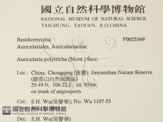 毛木耳藏品圖，第2張