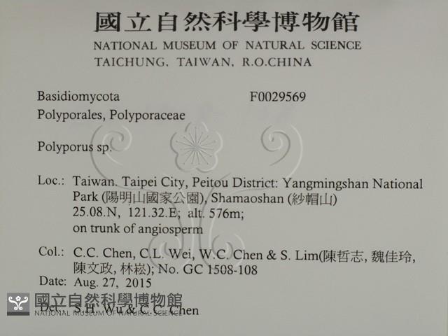 多孔菌屬藏品圖，第2張