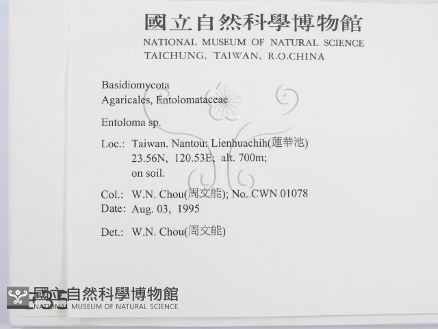 粉褶菌屬藏品圖，第2張