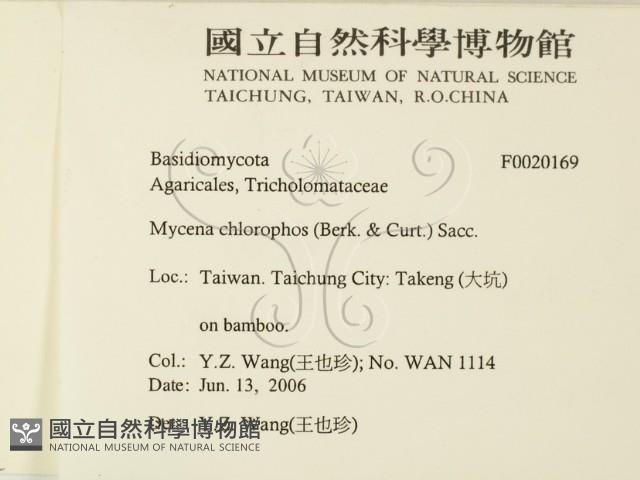 發光小菇藏品圖，第2張