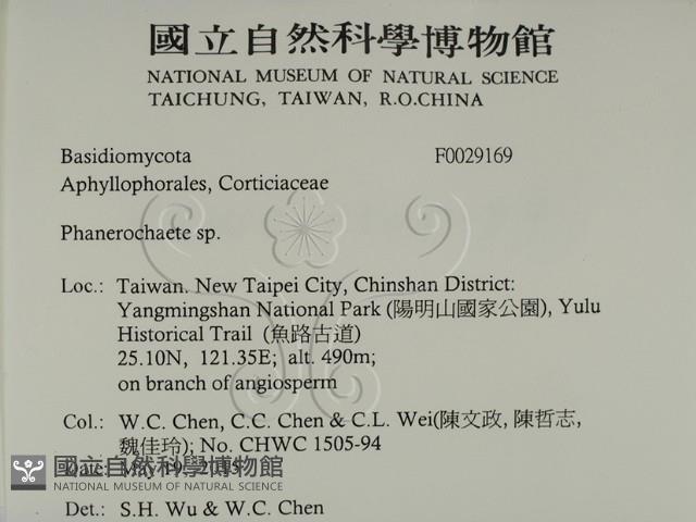 顯絲菌屬藏品圖，第2張