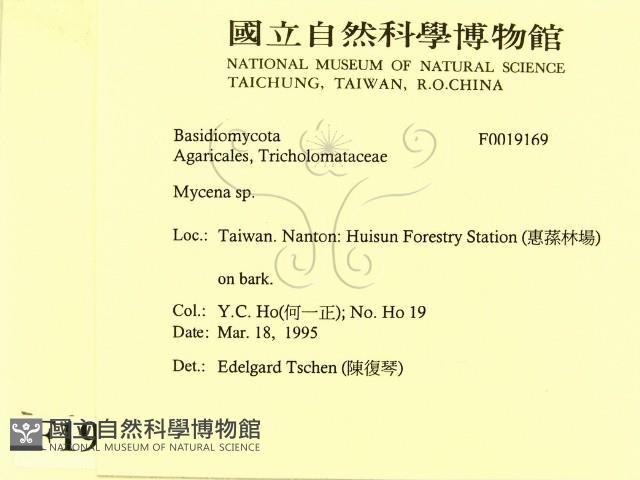 小菇屬藏品圖，第2張