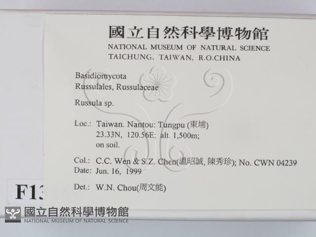 紅菇屬藏品圖，第2張