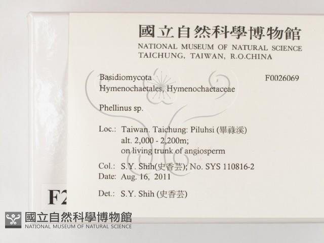 木層孔菌屬藏品圖，第2張