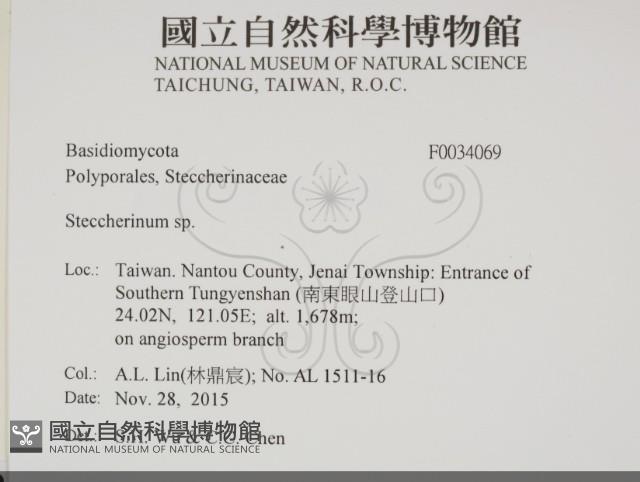 齒耳菌屬藏品圖，第2張