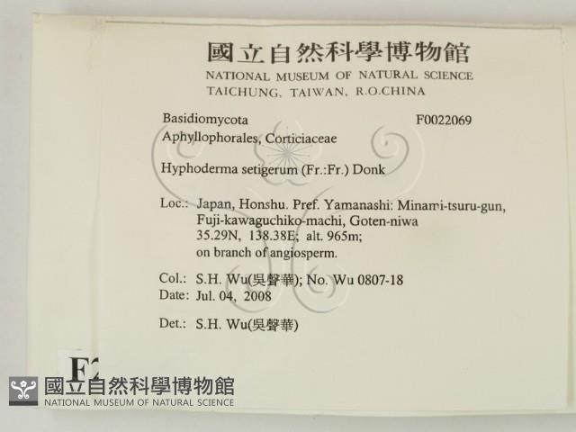 剛毛絲皮菌藏品圖，第2張