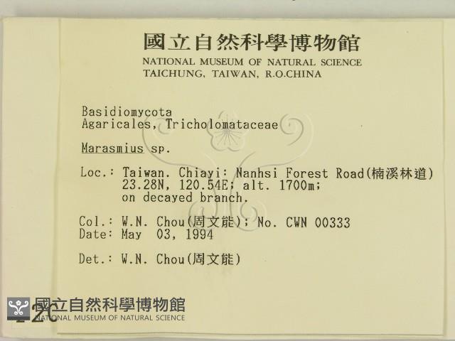 小皮傘屬藏品圖，第2張