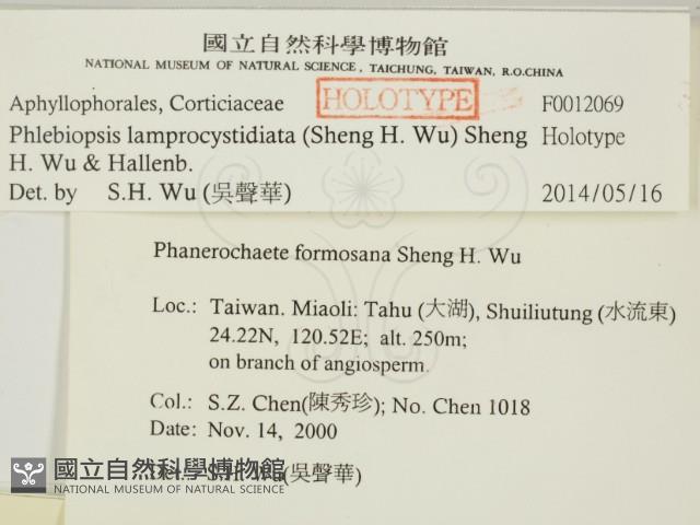 燈籠囊擬射脈菌藏品圖，第2張