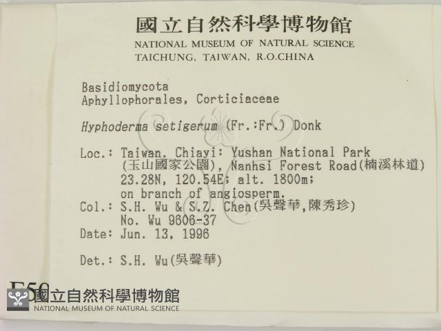 剛毛絲皮菌藏品圖，第2張