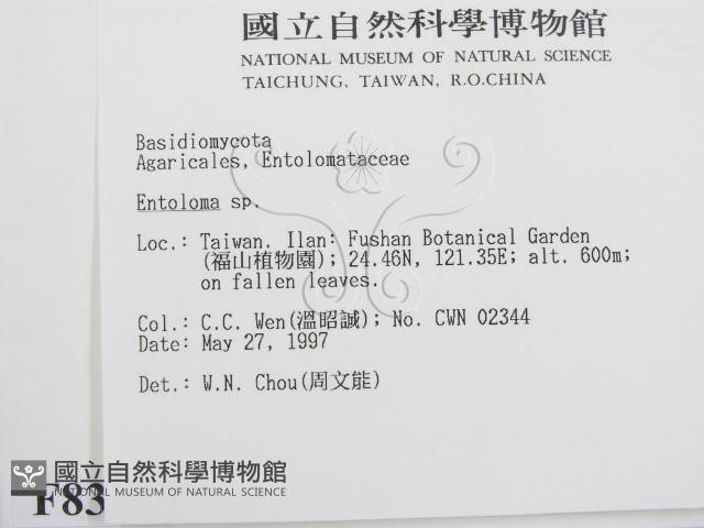 粉褶菌屬藏品圖，第2張