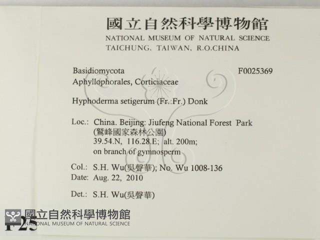 剛毛絲皮菌藏品圖，第2張