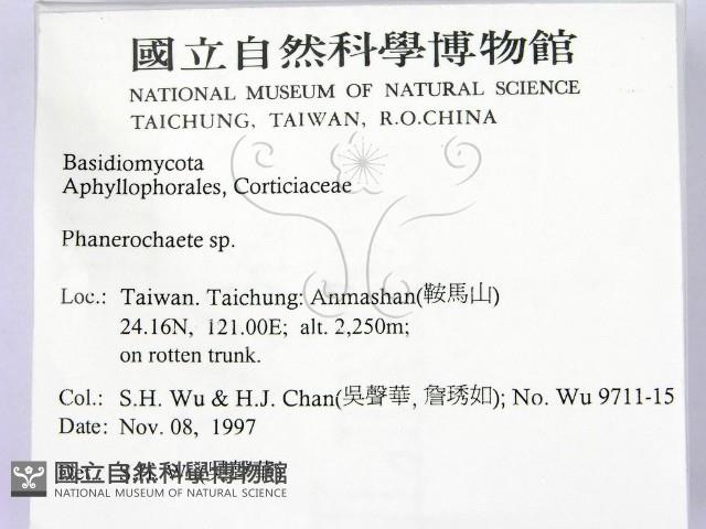 顯絲菌屬藏品圖，第2張