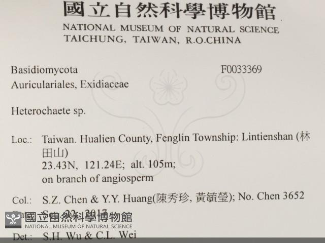 刺皮菌屬藏品圖，第2張
