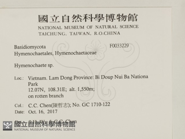 刺革菌屬藏品圖，第2張