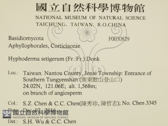 剛毛絲皮菌藏品圖，第2張