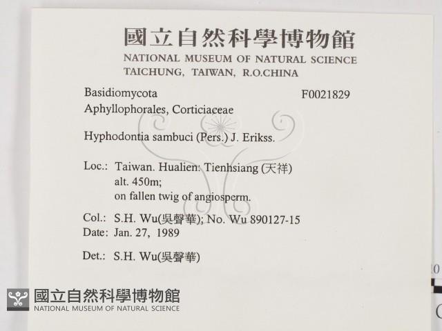 冇骨消絲齒菌藏品圖，第2張