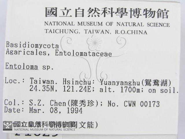 粉褶菌屬藏品圖，第2張