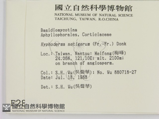 剛毛絲皮菌藏品圖，第2張