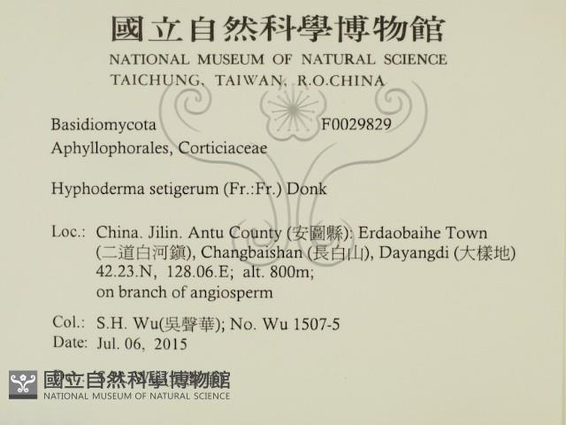 剛毛絲皮菌藏品圖，第2張