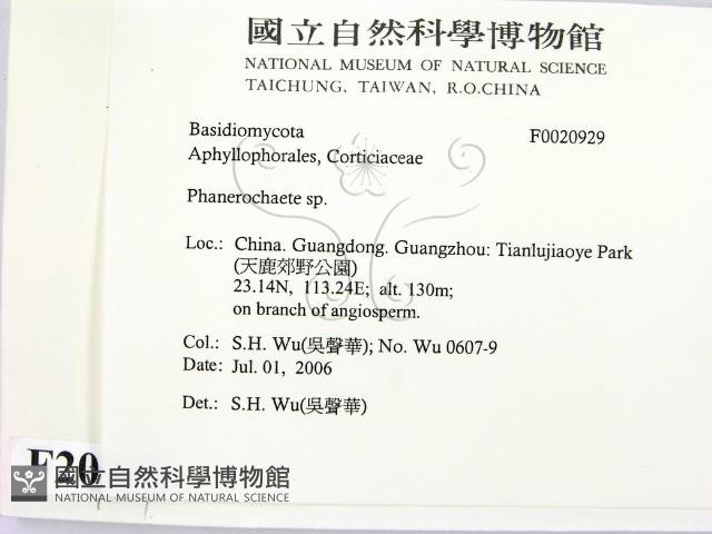 顯絲菌屬藏品圖，第2張