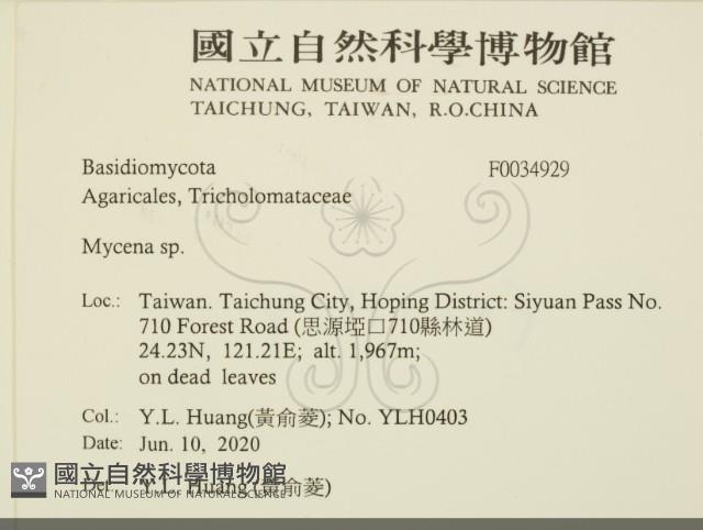 Accession Number:F0034929 Collection Image, Figure 2, Total 2 Figures