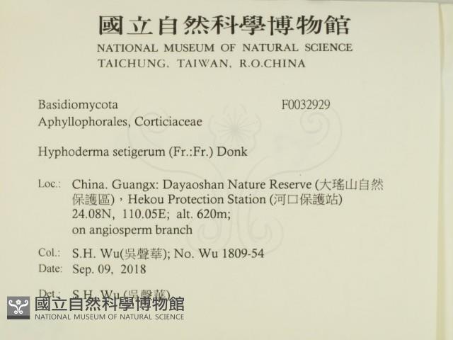 剛毛絲皮菌藏品圖，第2張