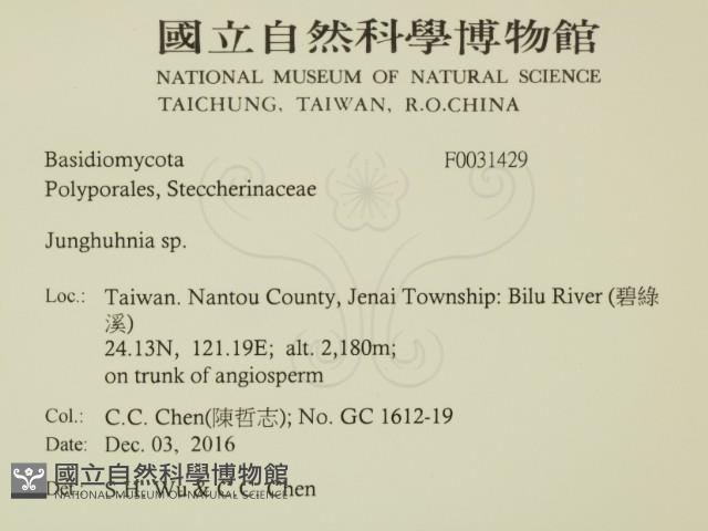 容氏菌屬藏品圖，第2張