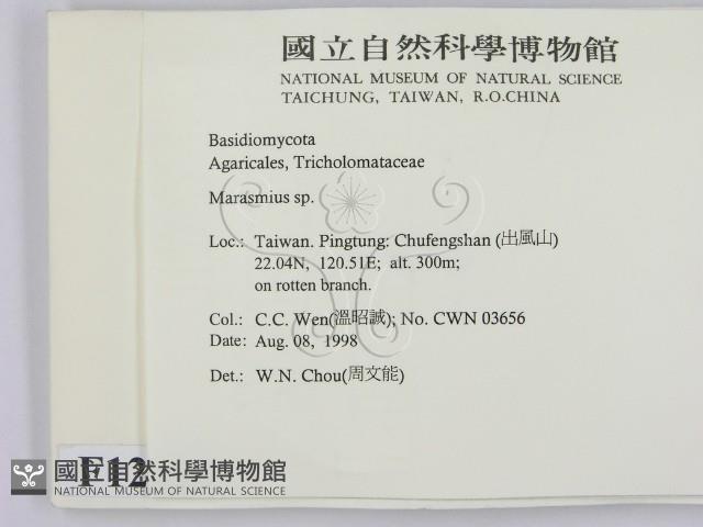小皮傘屬藏品圖，第2張